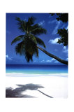 Palm Tree Leaning over Beach