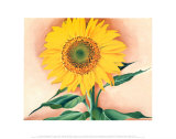 A Sunflower from Maggie  1937