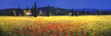 Tuscan Panorama  Poppies