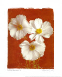 White Cosmos I
