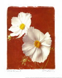 White Cosmos II