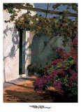 Bougainvillea and Vine