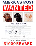 Wanted The Lab Gang