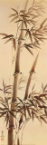 Bamboo Forever I