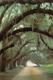 Georgian Oaks