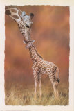Giraffe Kiss