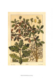 Oak Tree