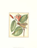 Petite Dragonflies V
