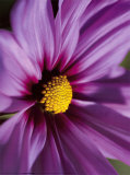 Red Cosmos