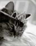 Cat's Queen