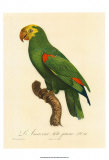 Barraband Parrot No 86