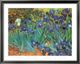 Garden of Irises