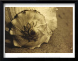 Conch