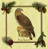 Pernis Apivorus