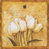 Tulips of my Travels