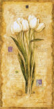 Tulips of my Travels
