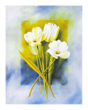 White Narcissus