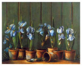 Iris Bleus
