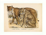 Animaux d'Afrique  Tigre