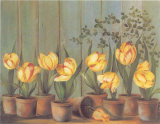 Tulipes Jaunes