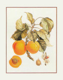 Abricot Peche
