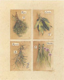 Herbes  Thym