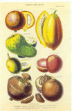 History of the Vegetable Kingdom I
