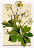 Helleborus