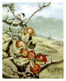 Red Orchard