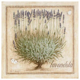 Lavandula
