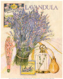 La Belle Provencale II