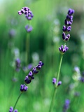 Lavender Flower Spikes