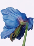 Himalayan Blue Poppy