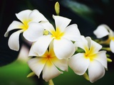 Frangipani Flowers