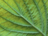 Veins of a Flowering Dogwood Leaf