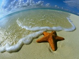Starfish on Edge of Shore