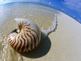 Seashell Resting on Shore