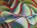 Red-Tipped Leaves of Kalanchoe