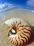 Seashell Sitting in Shallow Water