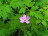 Pink Flower Blooming