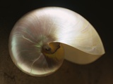 Pearly Nautilus Shell
