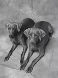 Two Panting Weimaraners Lying Side by Side