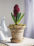 Purple Amaryllis in White Pot