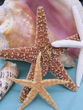 Dried Sea Stars Leaning on Shell