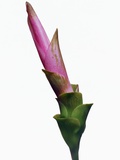 Pink Calla Lily Flower Opening