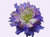 Purple and White Dahlia Flower