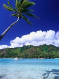 Palm Tree Leaning over Tropical Tahitian Bay