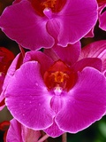 Pink Orchids with Dew Drops