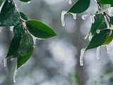Ice Hanging from Leaves