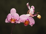 Phalenopsis Carmelas Gem